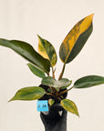 Philodendron 'Rojo Congo Variegated' 125mm