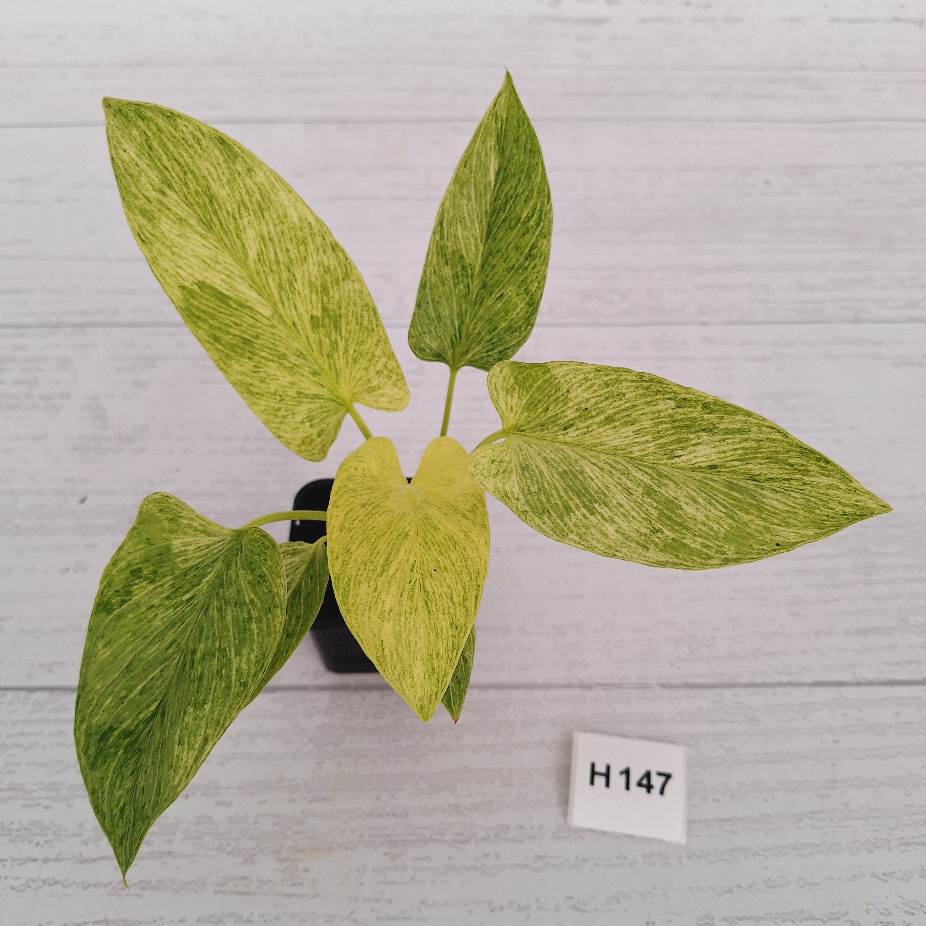 Homalomena sulcata ‘Cream Frost’ - SALE
