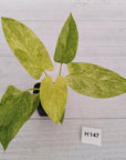 Homalomena sulcata ‘Cream Frost’ - SALE