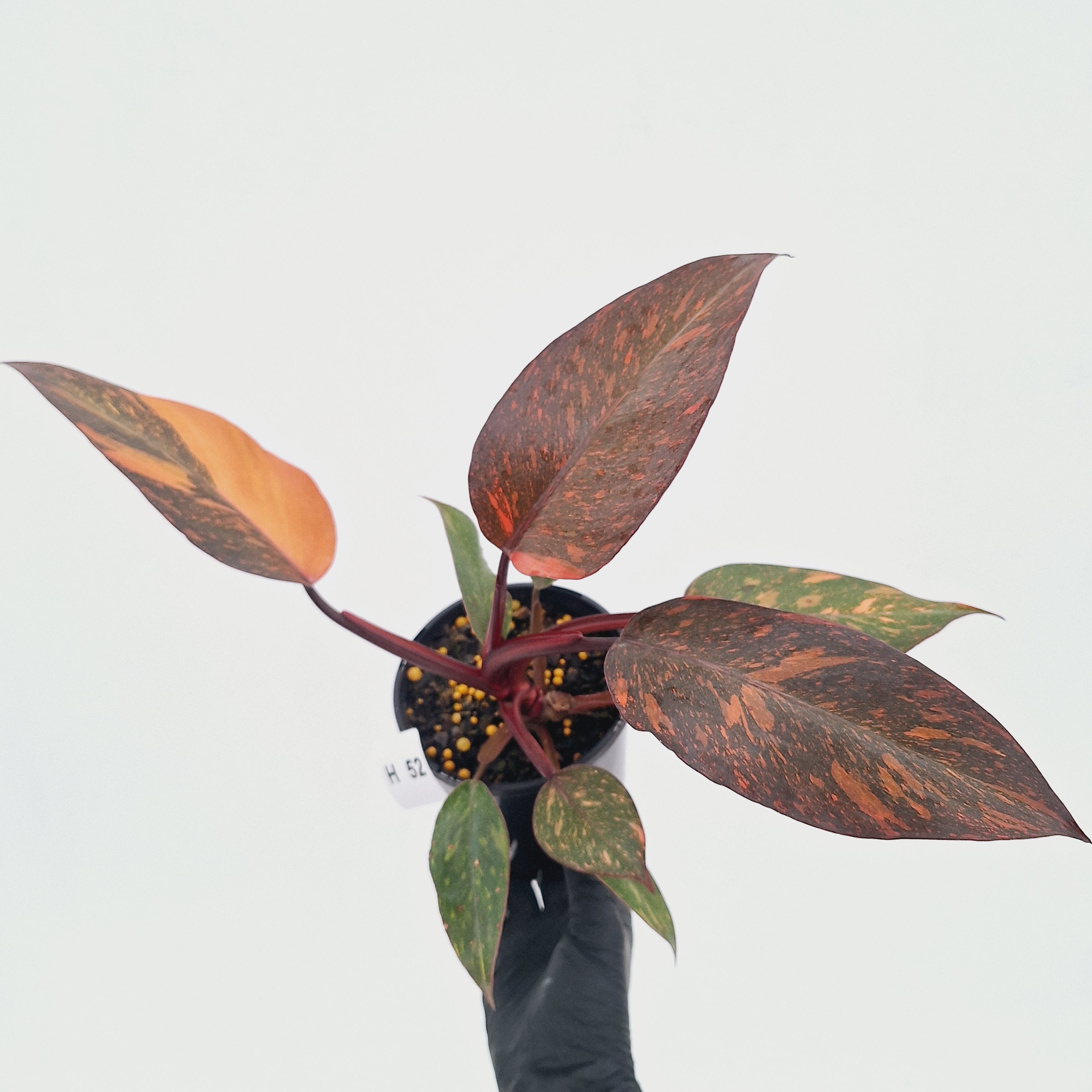 Philodendron 'Orange Princess' - FLASH SALE