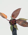 Philodendron 'Orange Princess' - FLASH SALE