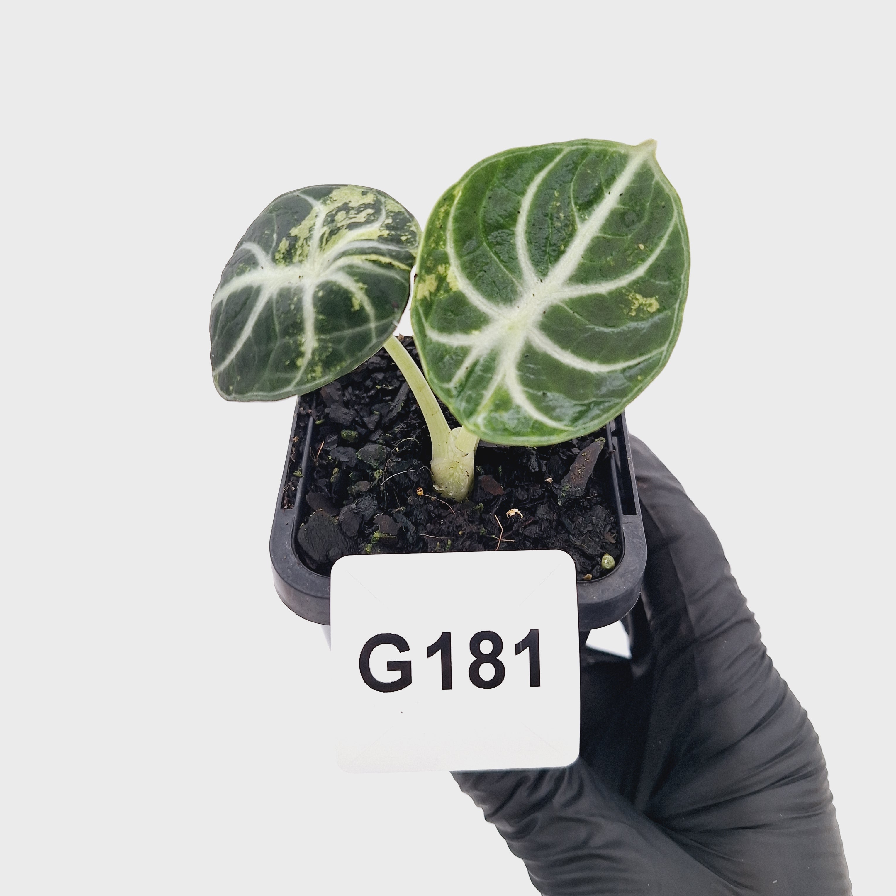 Alocasia reginula 'Ninja Variegata'