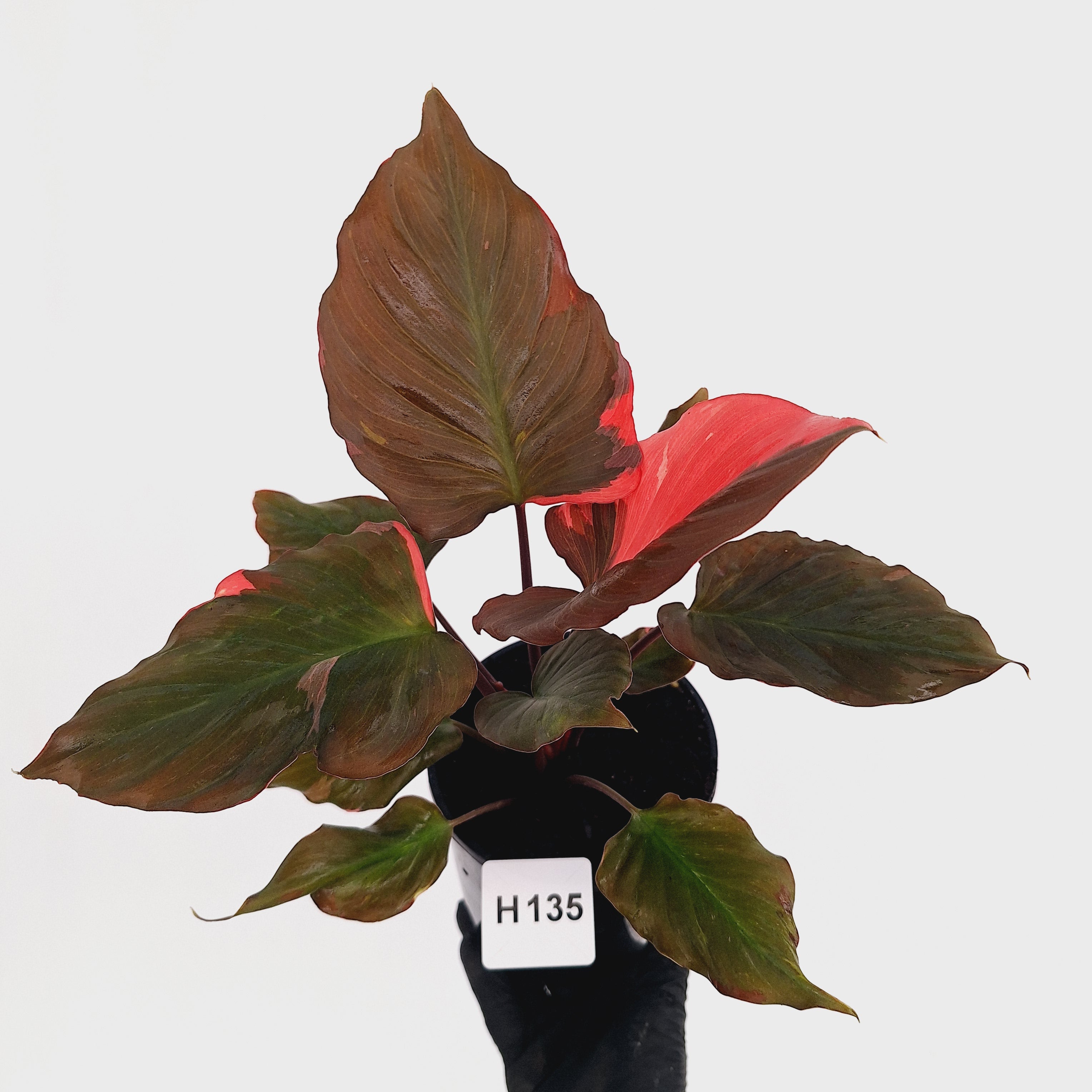 Homalomena rubescens Flaming Red Variegata