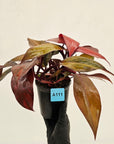 Philodendron 'Orange Princess'
