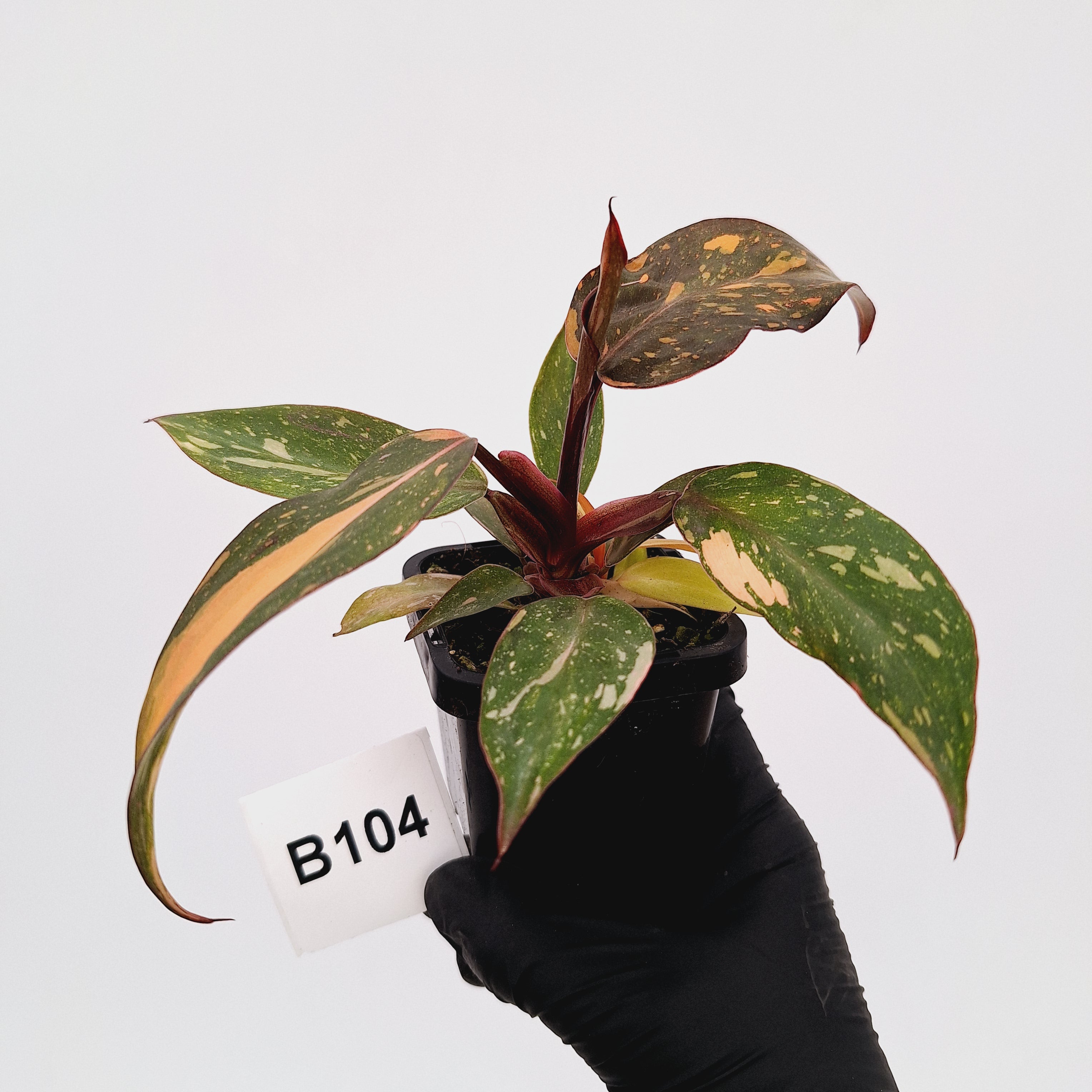 Philodendron 'Orange Princess'