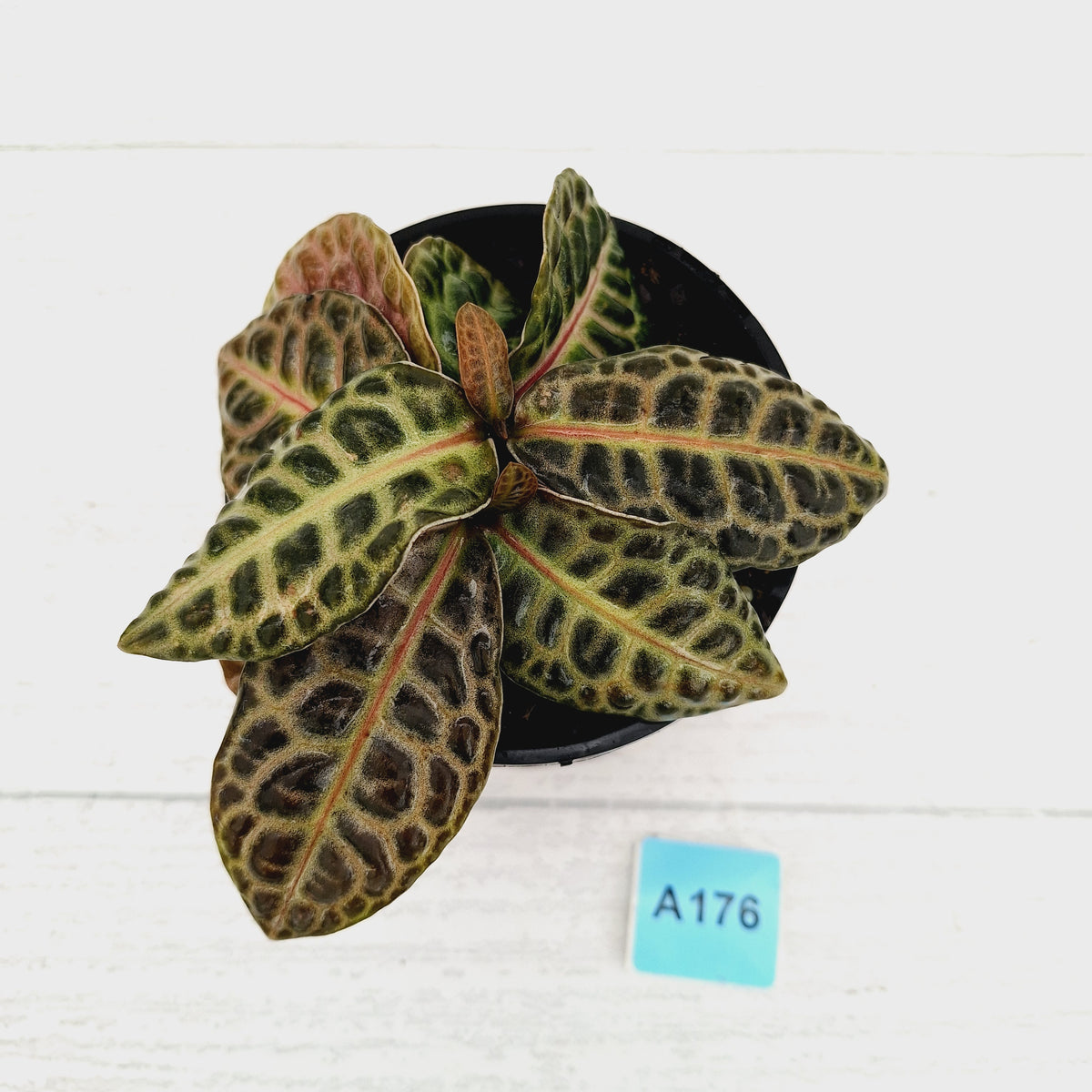 Labisia beccarii 'Turtle Back'