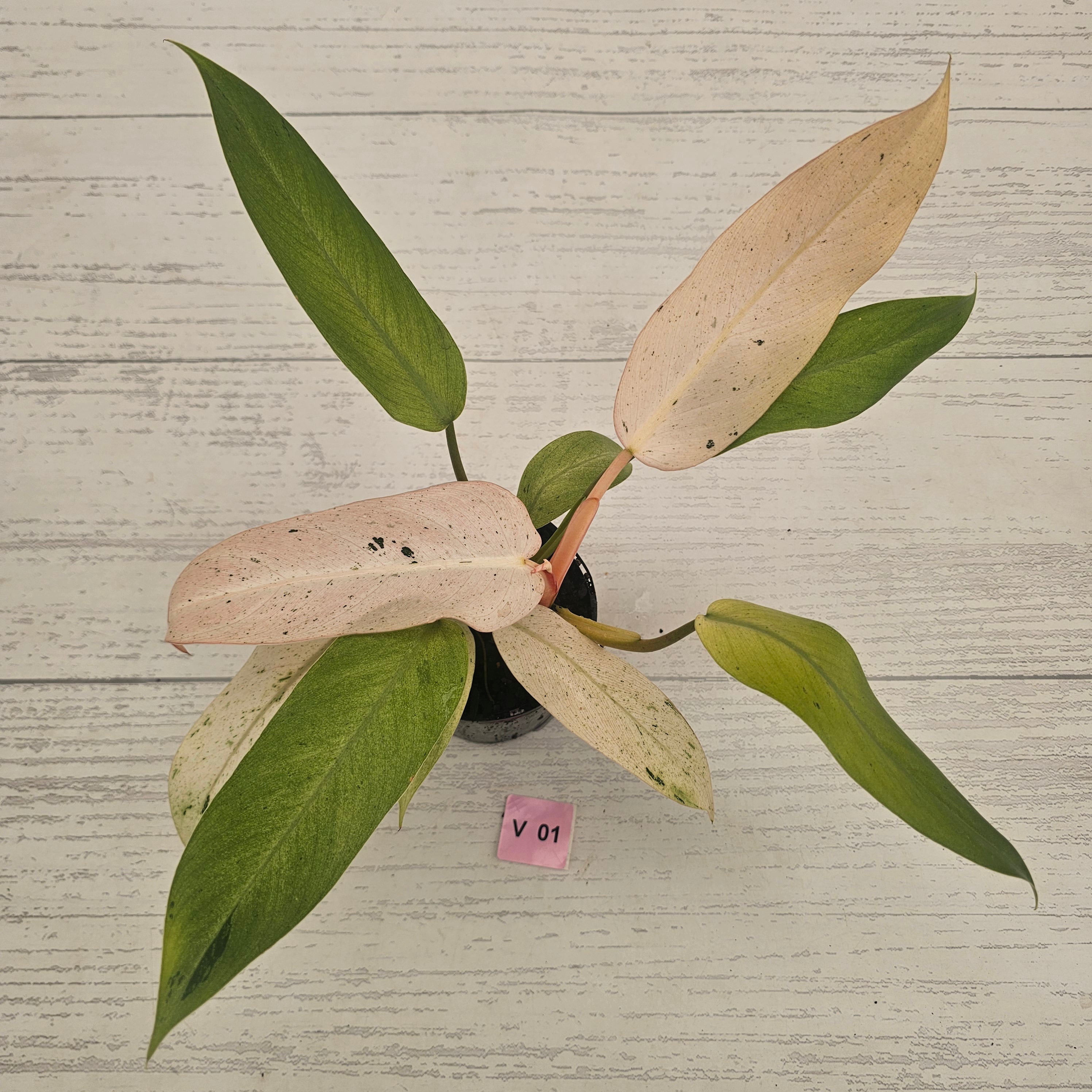 Philodendron  'Whipple Way'
