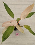 Philodendron  'Whipple Way'