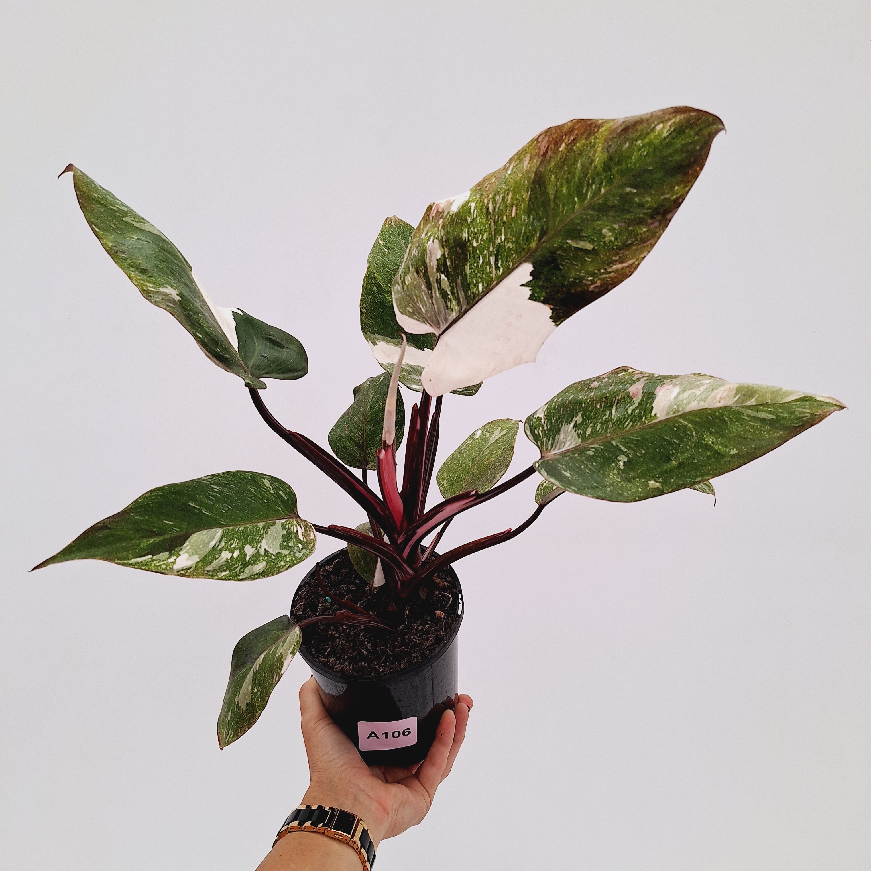 Philodendron 'Pink Princess Galaxy Marble' Sport