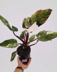 Philodendron 'Pink Princess Galaxy Marble' Sport