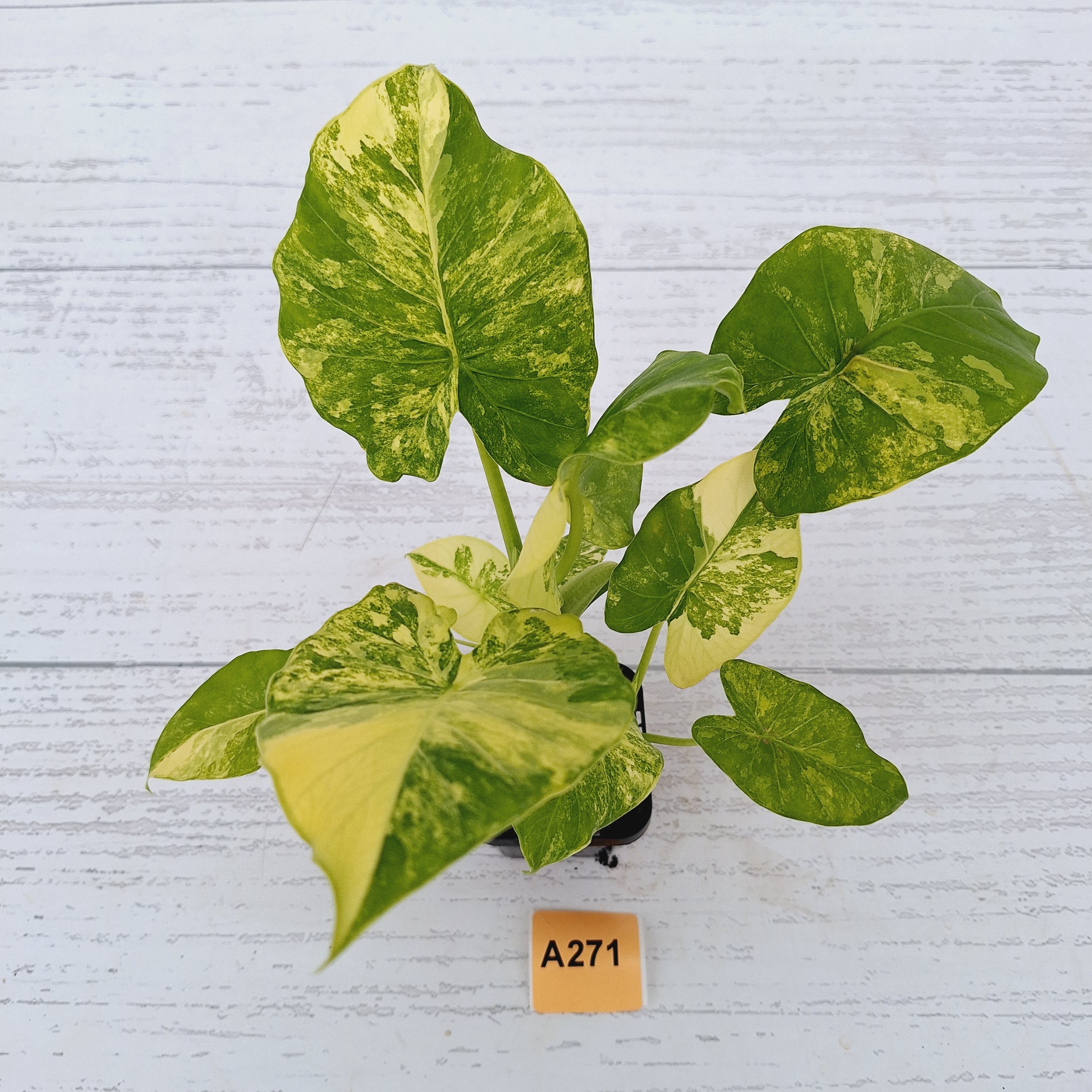 Alocasia Odora &#39;California Aurea Variegata&#39;