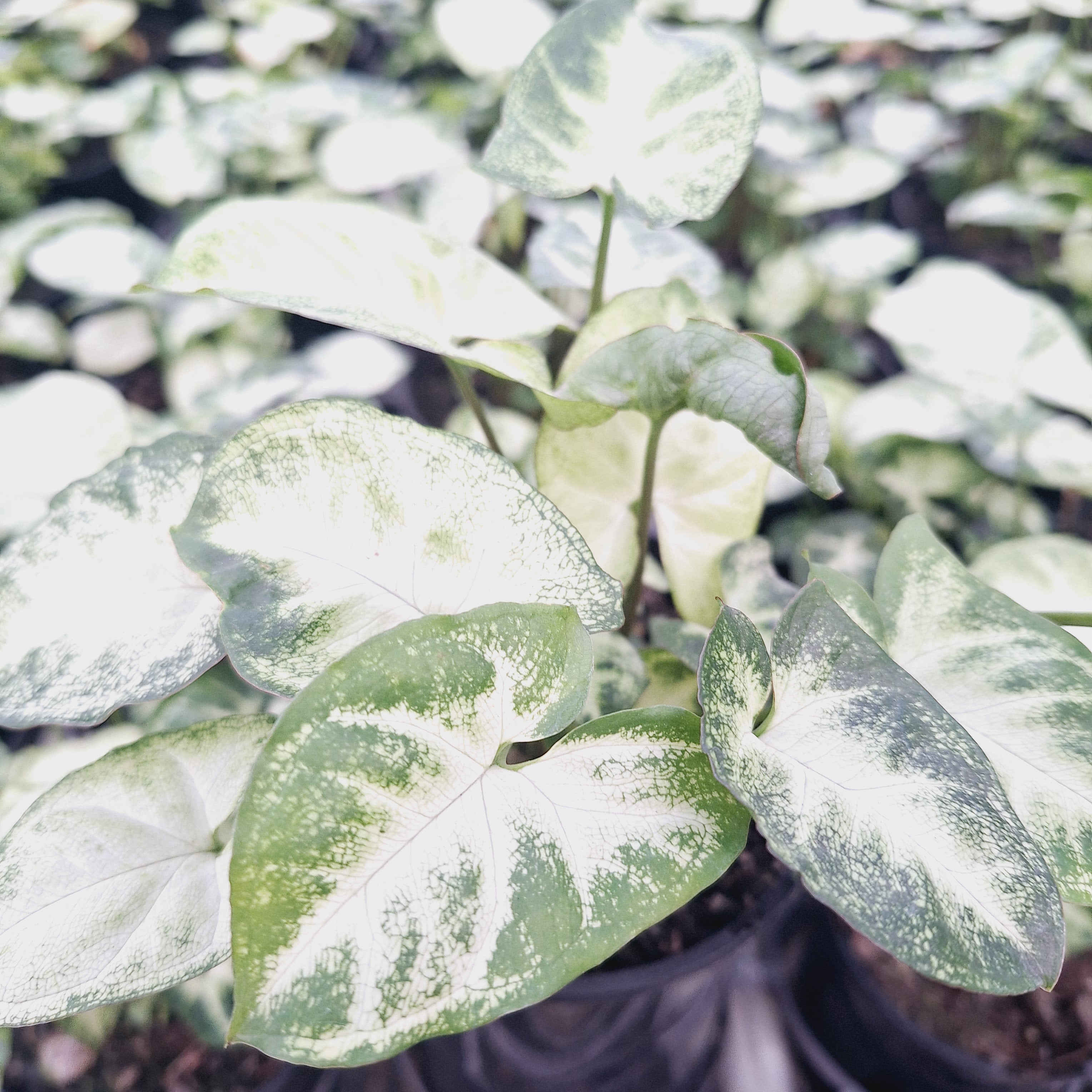 Syngonium podophyllum Pixie