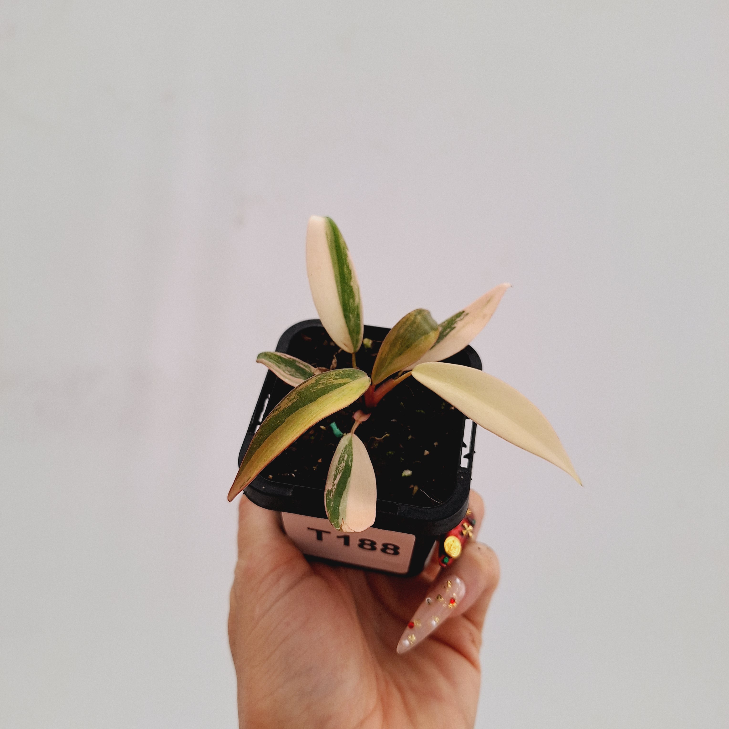 Philodendron erubescens Strawberry Shake
