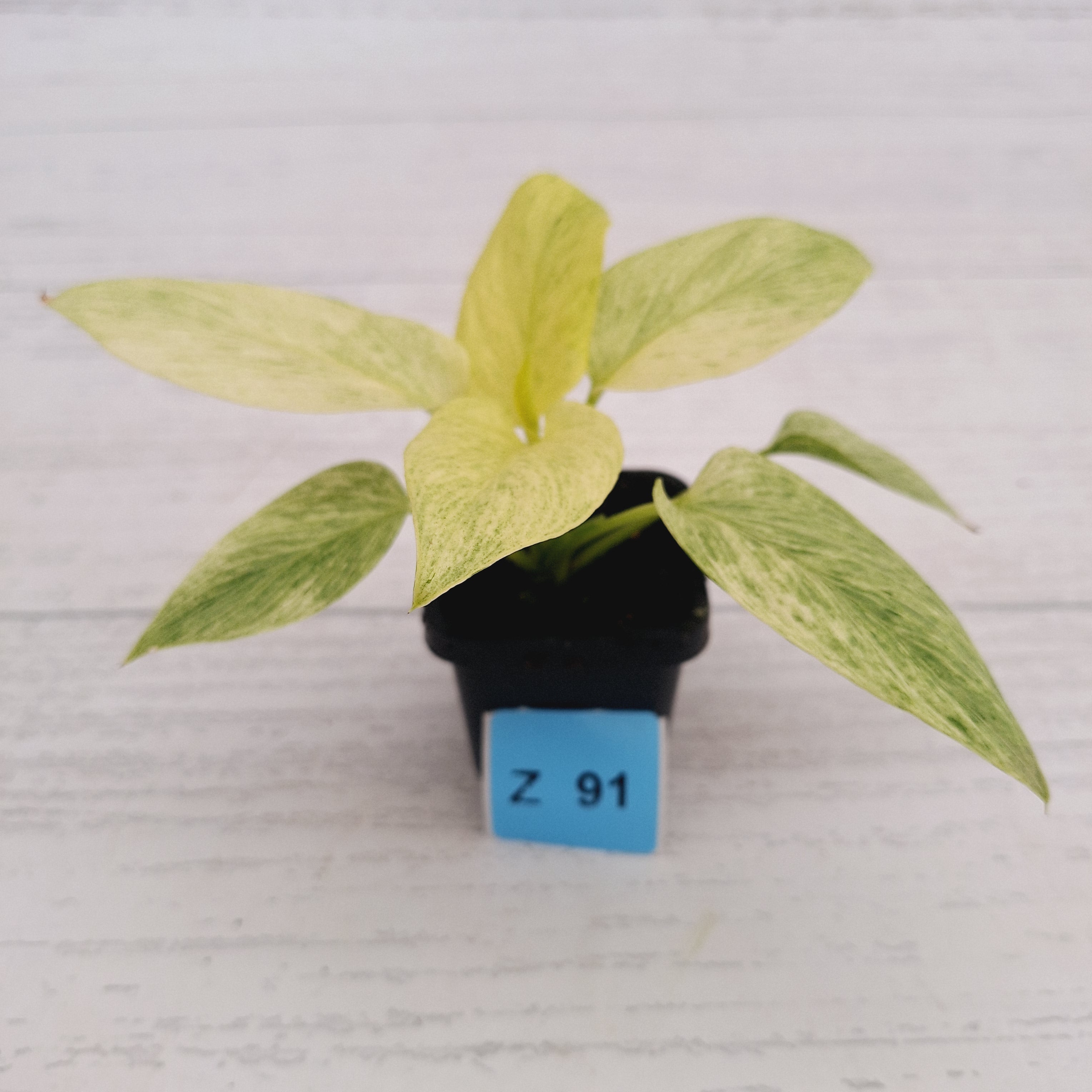 Homalomena sulcata ‘Cream Frost’ - SALE
