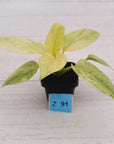Homalomena sulcata ‘Cream Frost’ - SALE