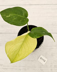 Monstera Deliciosa 'Mint'