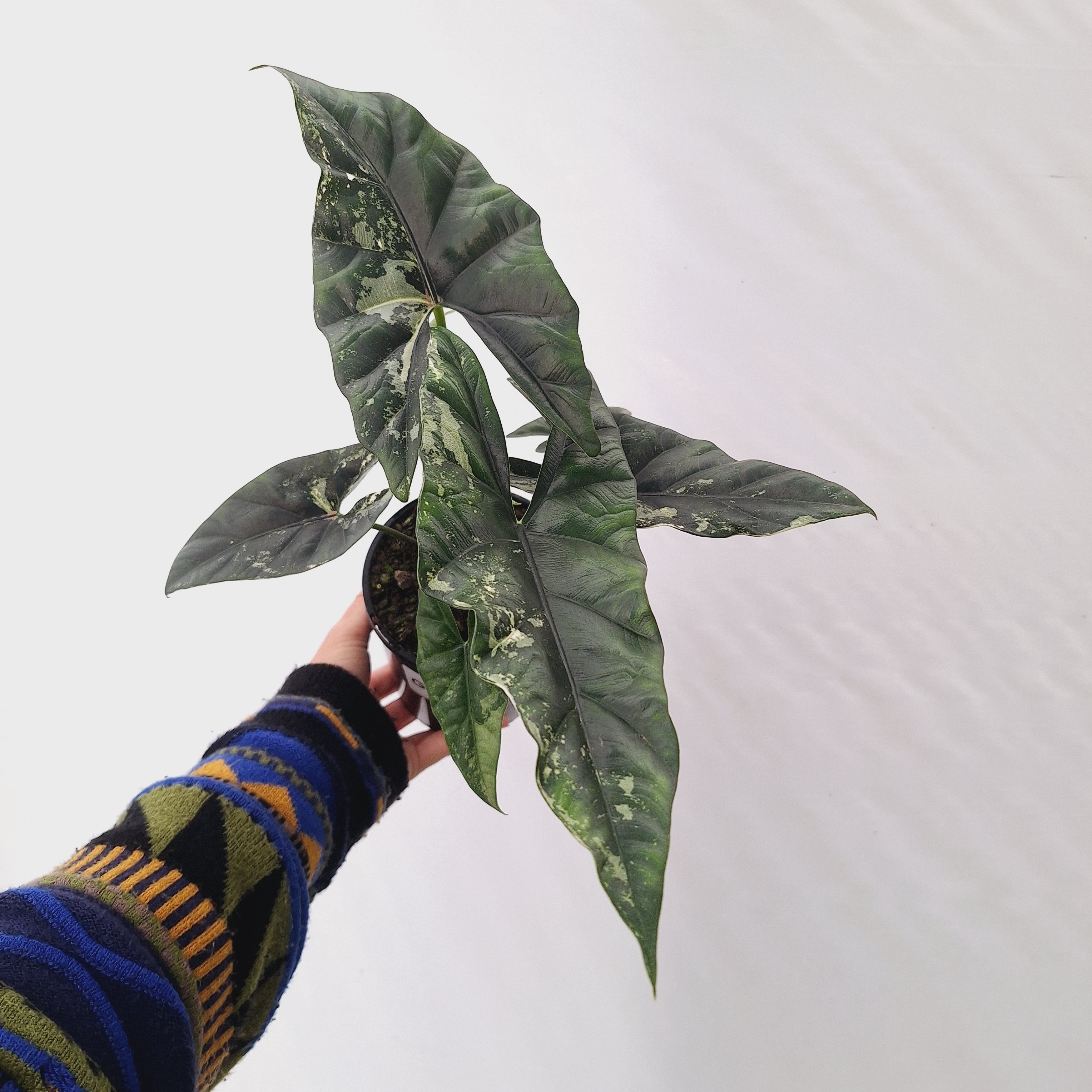 Alocasia ‘Simpo Albo’ Variegata - SALE