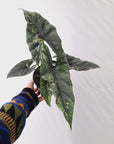 Alocasia ‘Simpo Albo’ Variegata - SALE