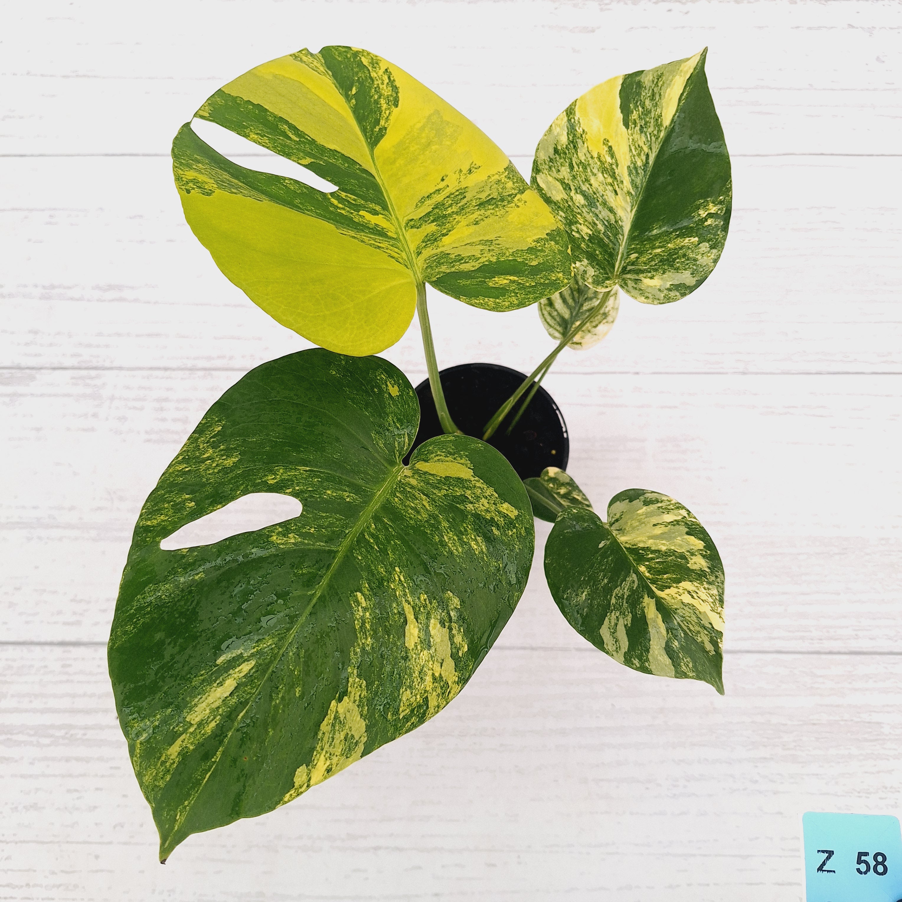 Monstera deliciosa Aurea 'Yellow Marilyn'