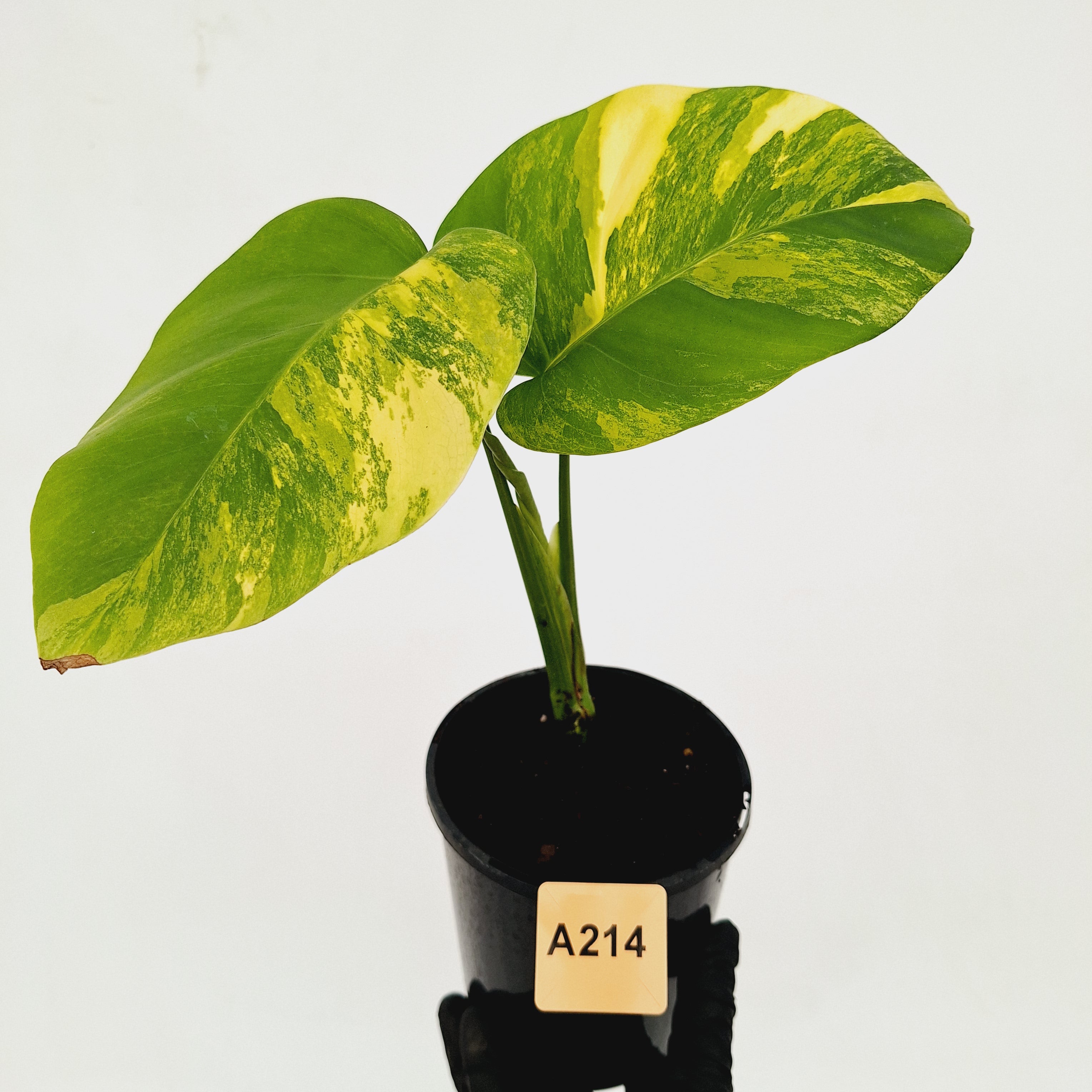 Monstera borsigiana &#39;Aurea&#39;