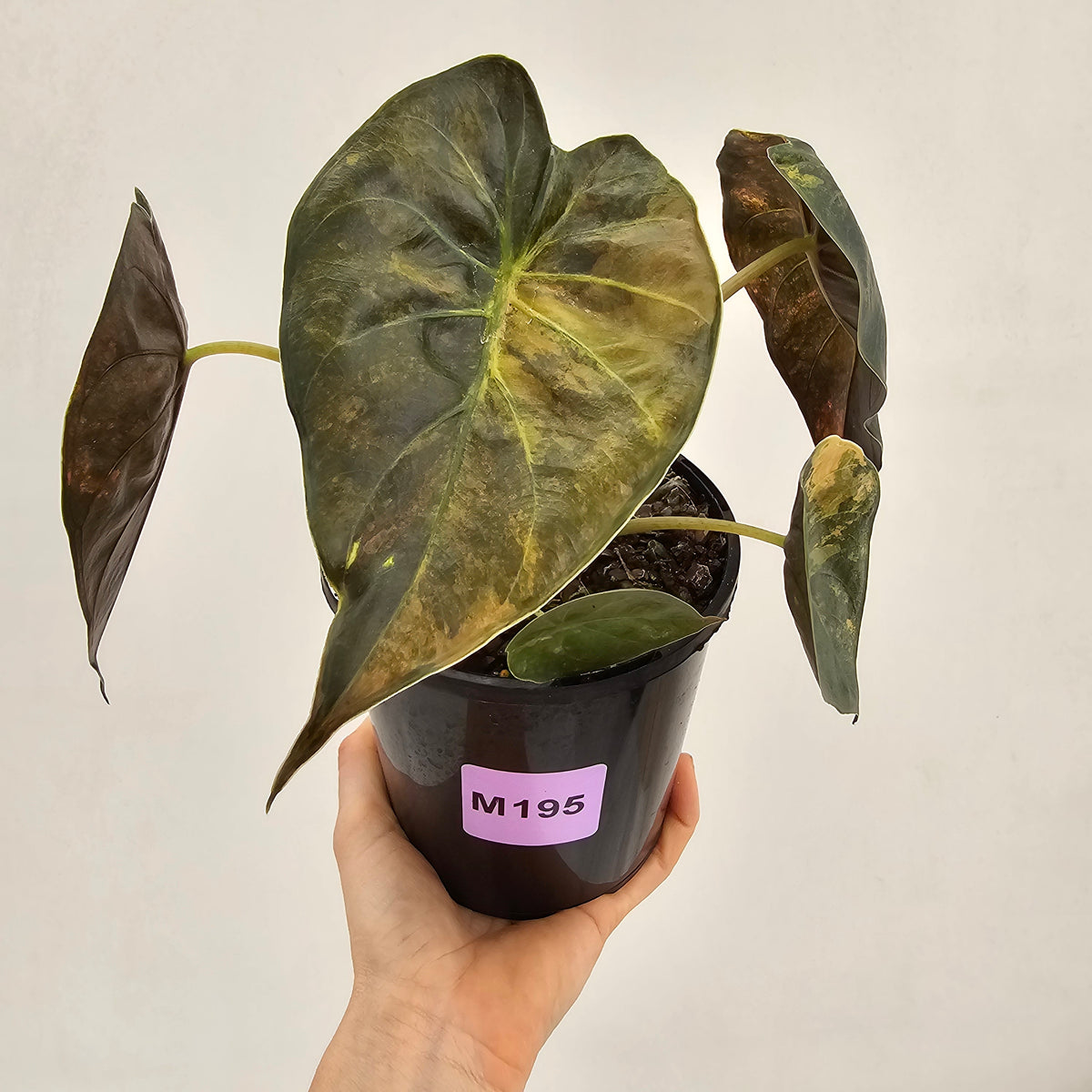 Alocasia ‘wentii’ Variegated - Sale