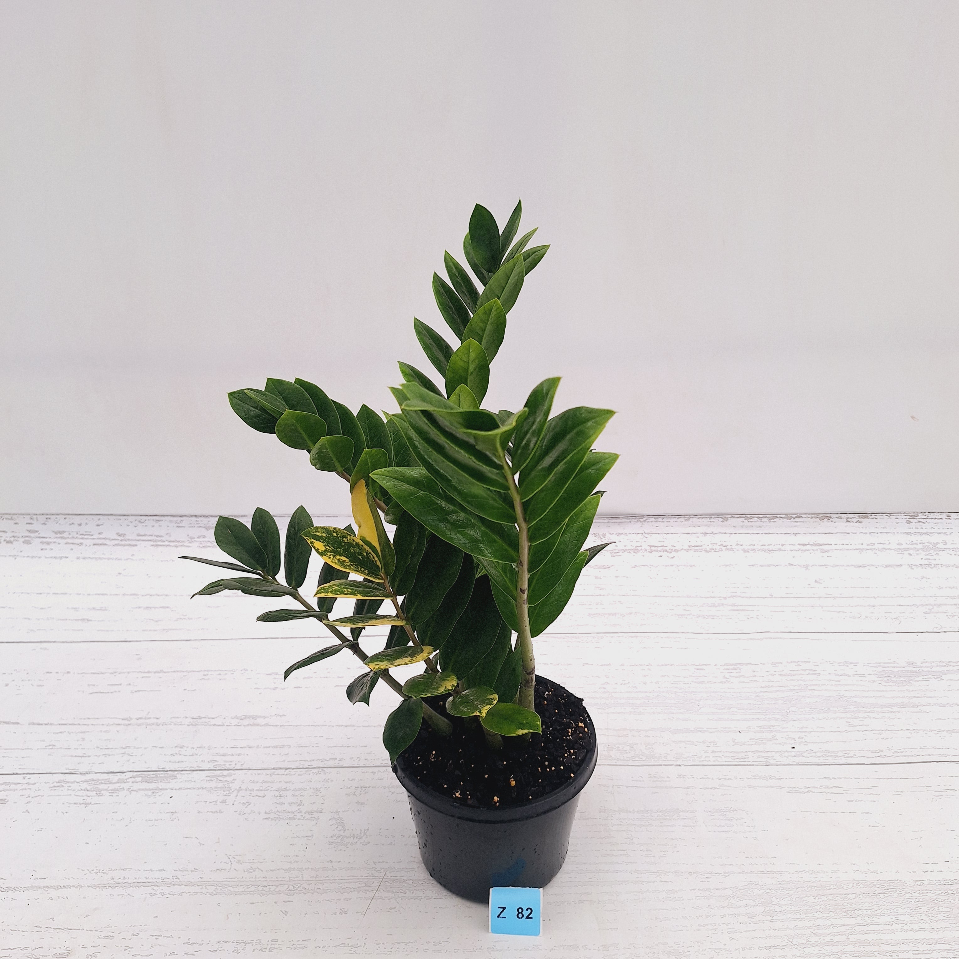 Zamioculcas zamiifolia Variegated ZZ Plant