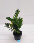 Zamioculcas zamiifolia Variegated ZZ Plant