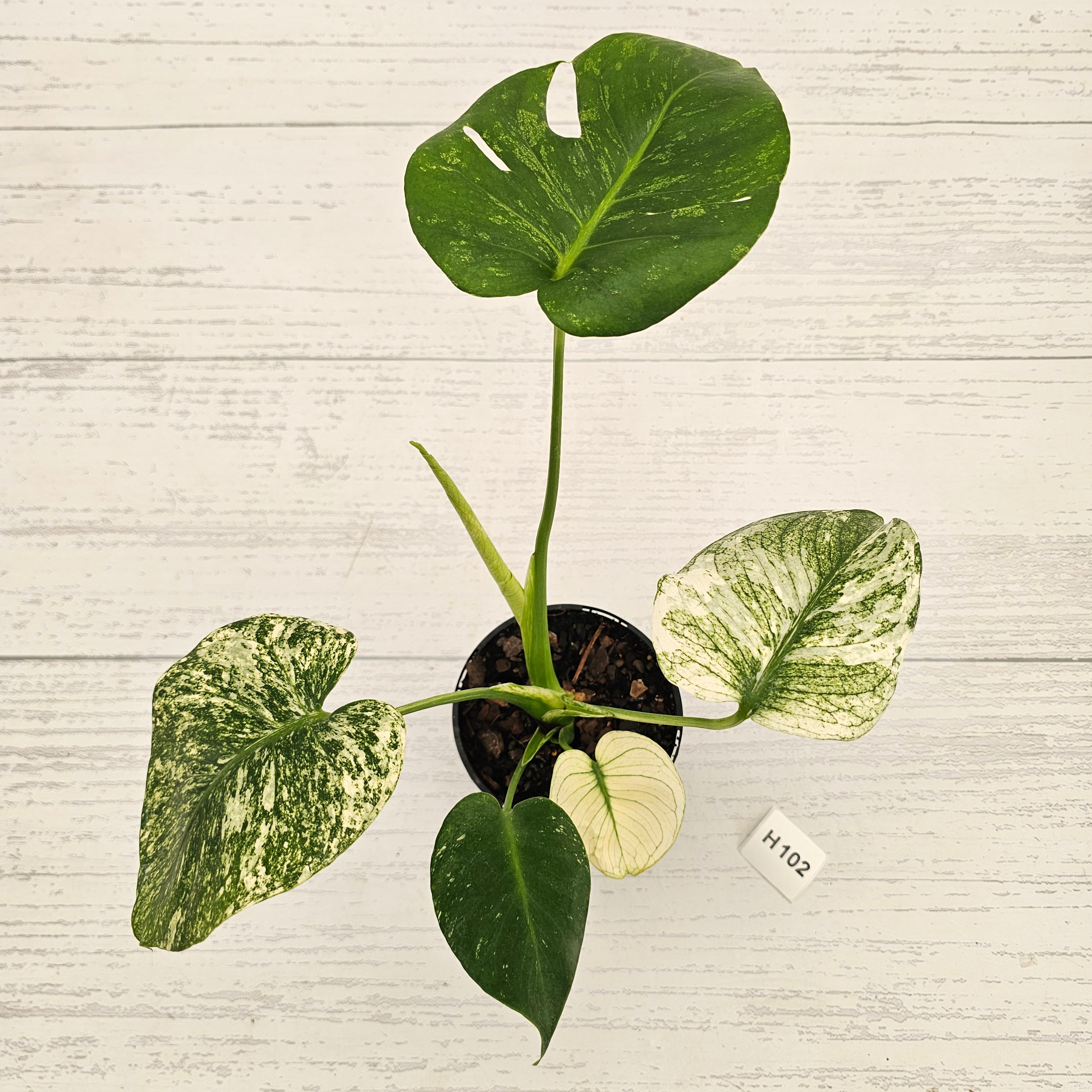 Monstera Deliciosa 'Mint'