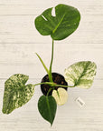 Monstera Deliciosa 'Mint'