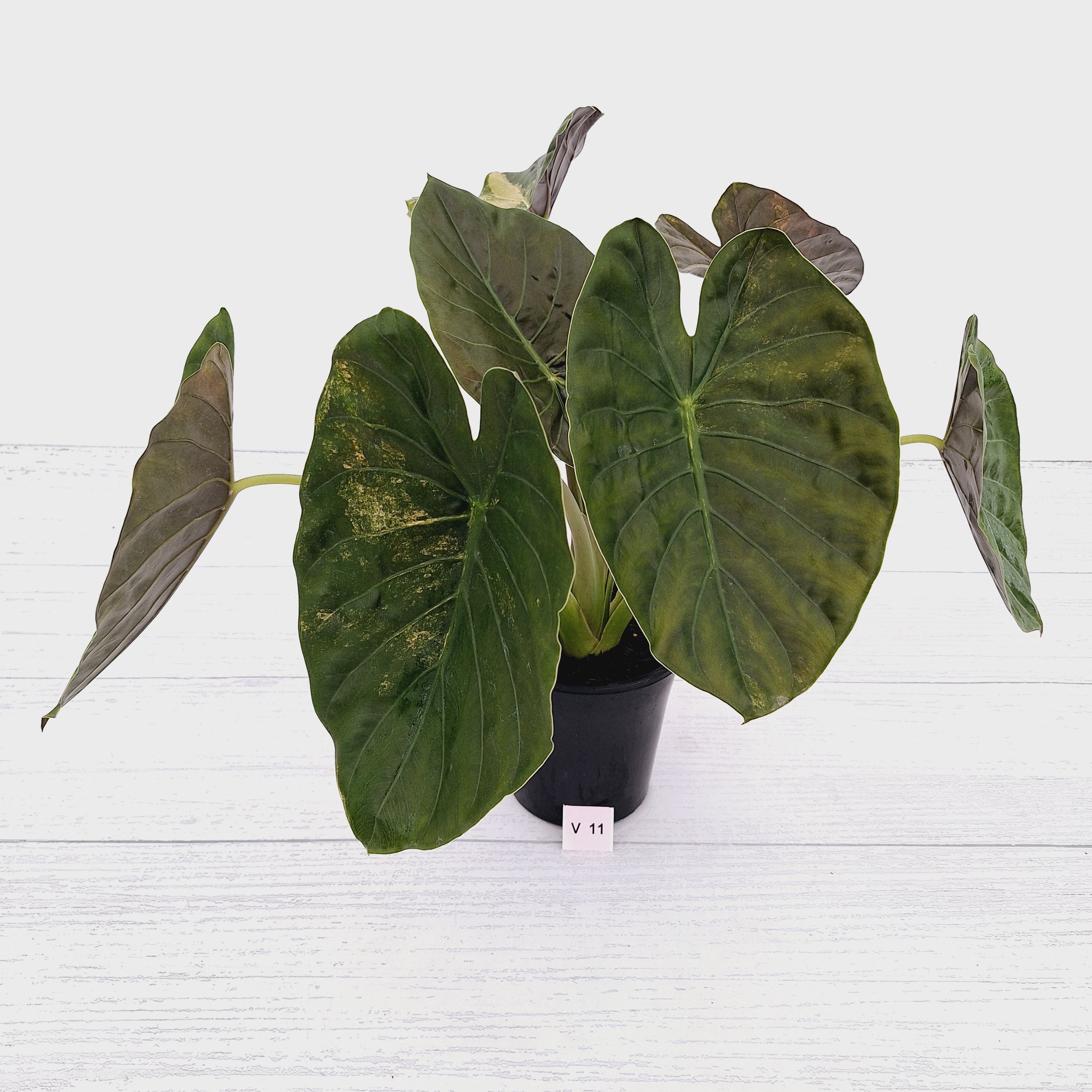Alocasia ‘wentii’ Variegated - Sale