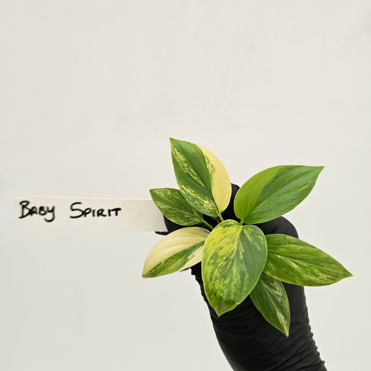 Homalomena rubescens Variegata - Bare Bottom Baby