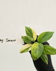 Homalomena rubescens Variegata - Bare Bottom Baby
