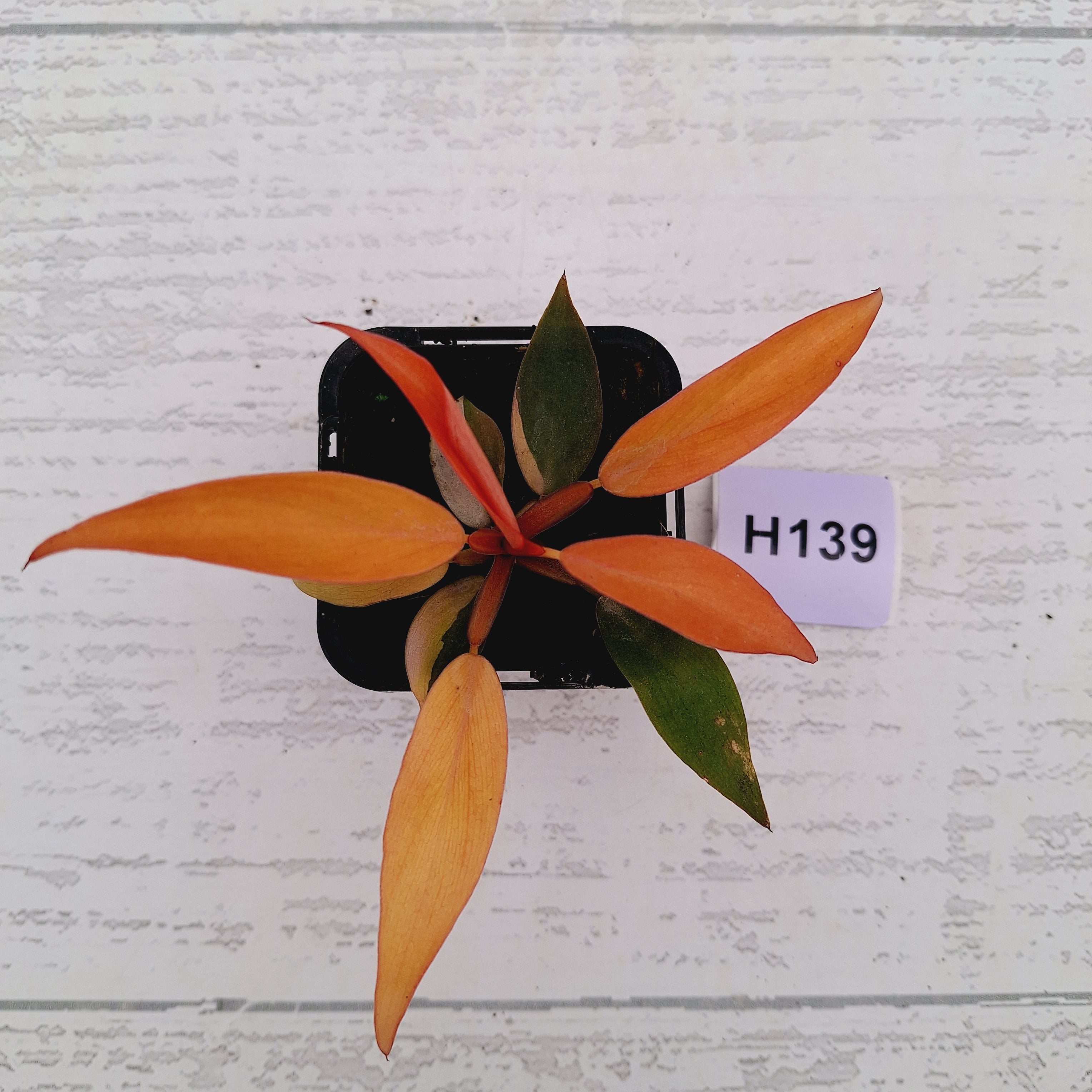 Philodendron &#39;Orange Princess&#39;