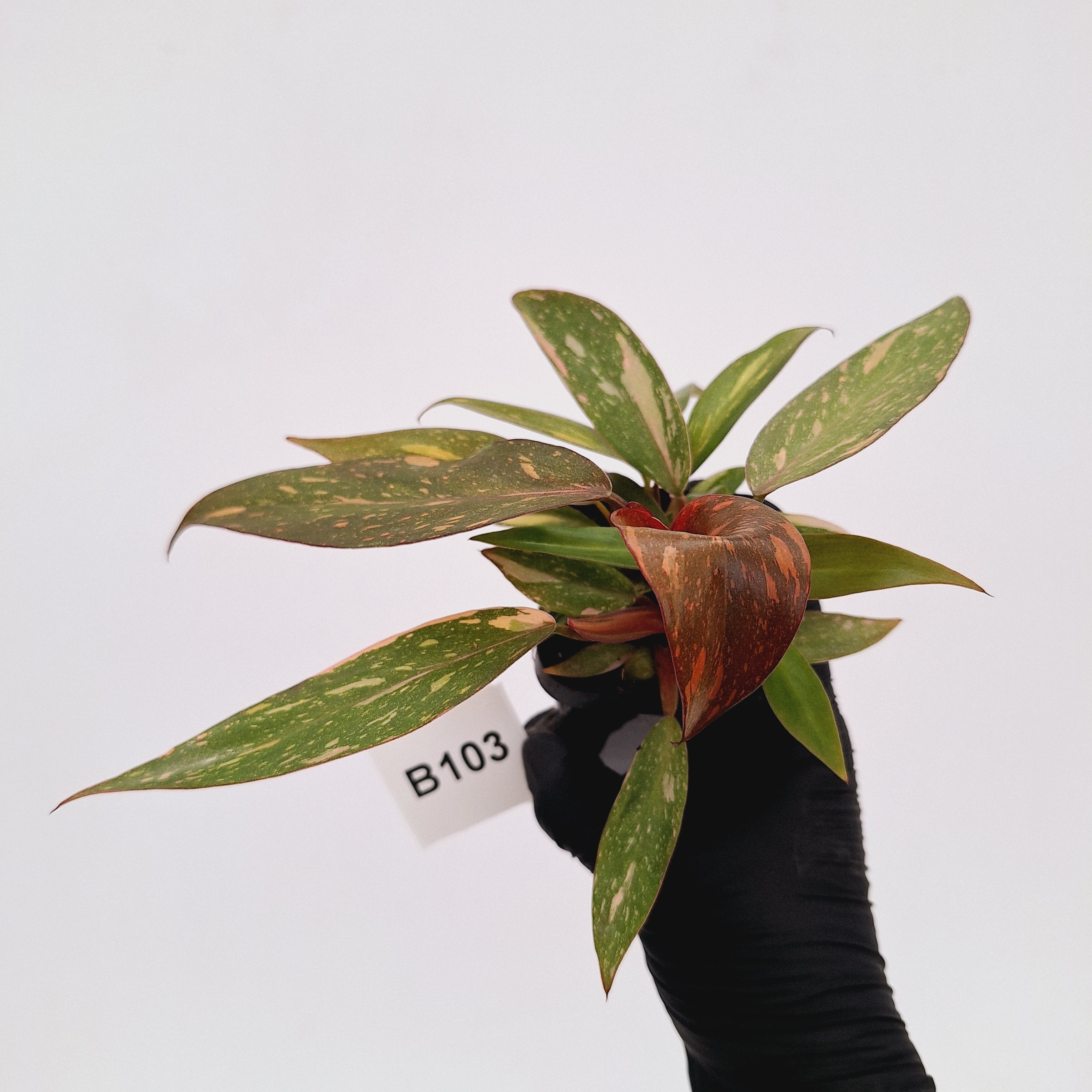 Philodendron 'Orange Princess'