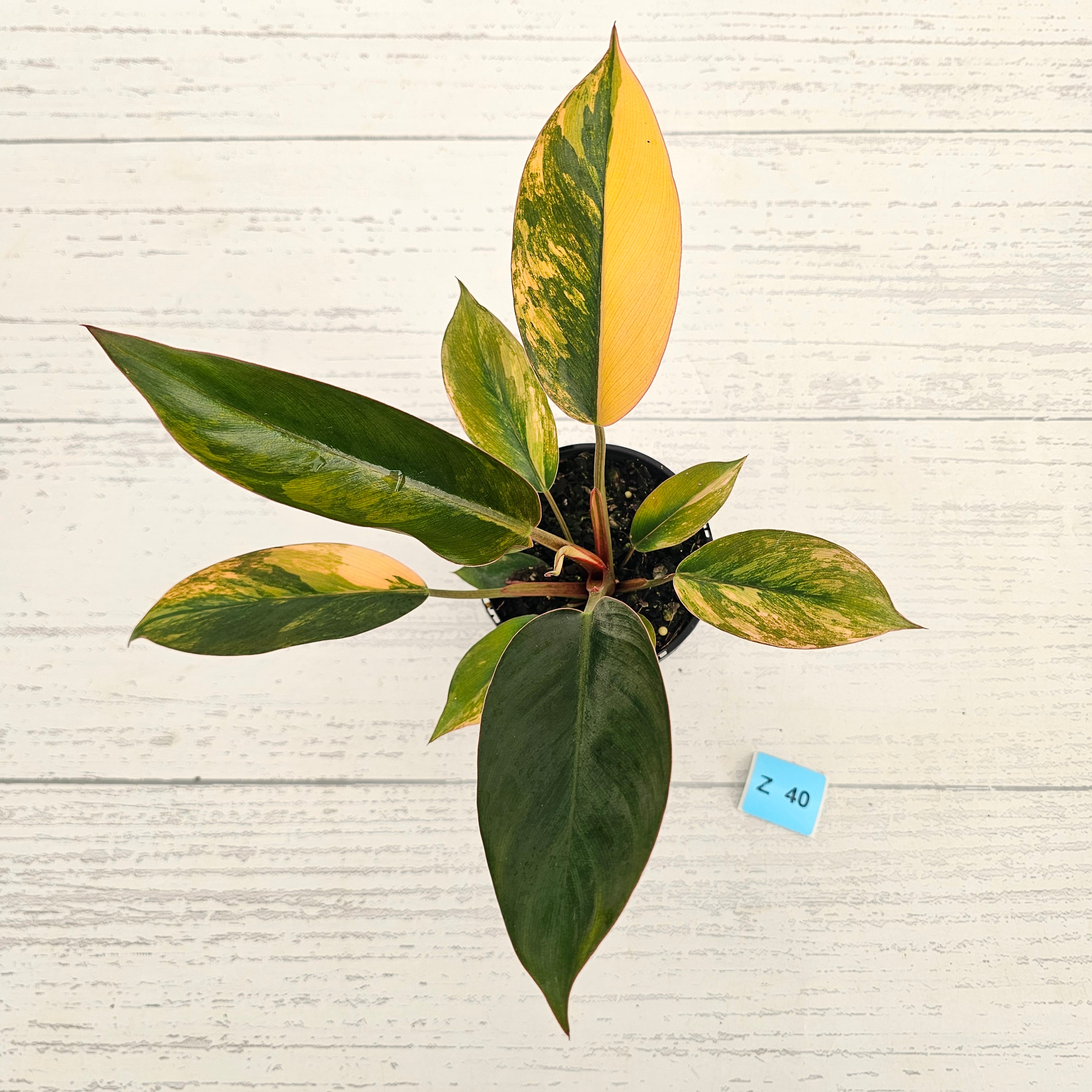 Philodendron 'Rojo Congo Variegated' 125mm