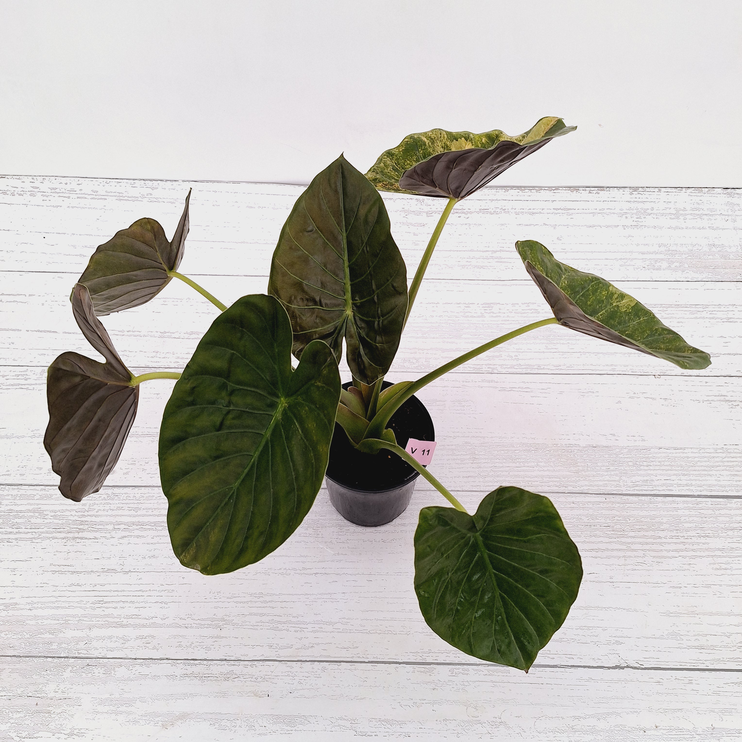 Alocasia ‘wentii’ Variegated - Sale