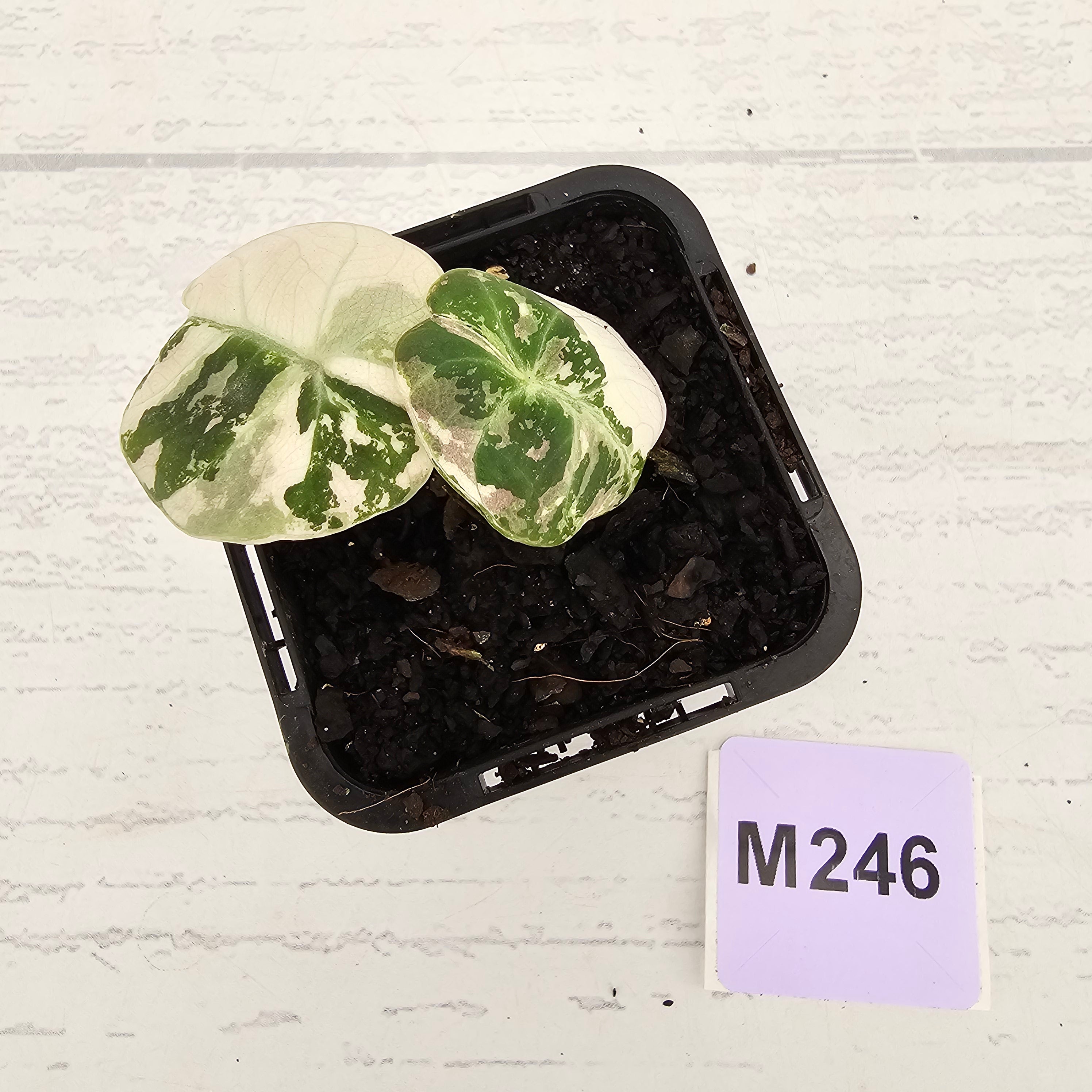 Alocasia reginula 'Ninja Variegata'