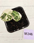 Alocasia reginula 'Ninja Variegata'
