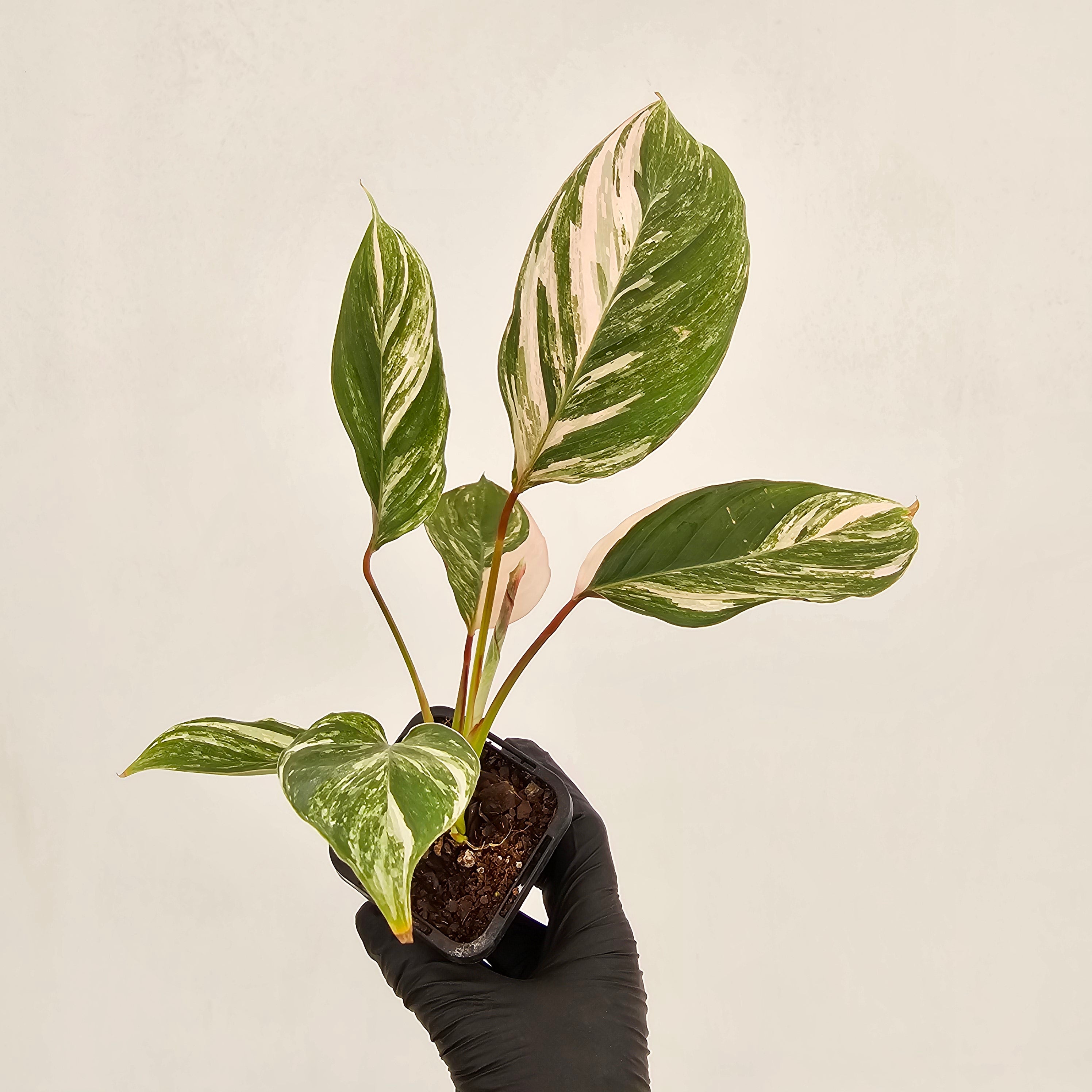 Calathea spp. Glaza