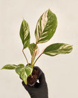 Calathea spp. Glaza