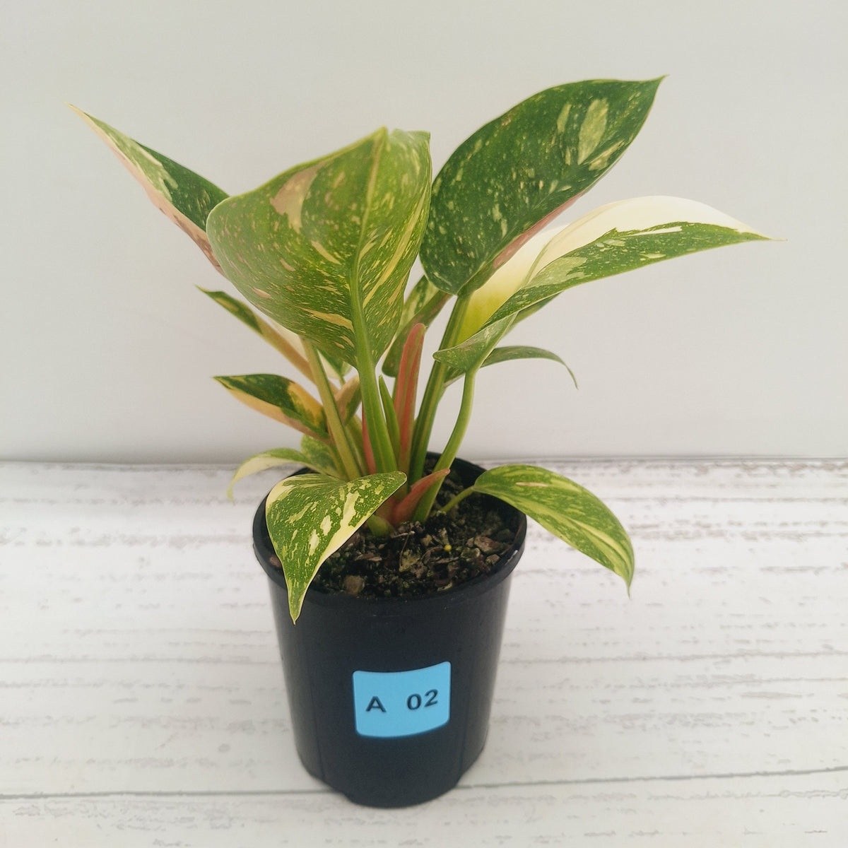 Philodendron Green Congo Variegata (Nuclear)