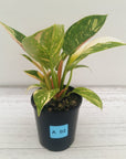 Philodendron Green Congo Variegata (Nuclear)