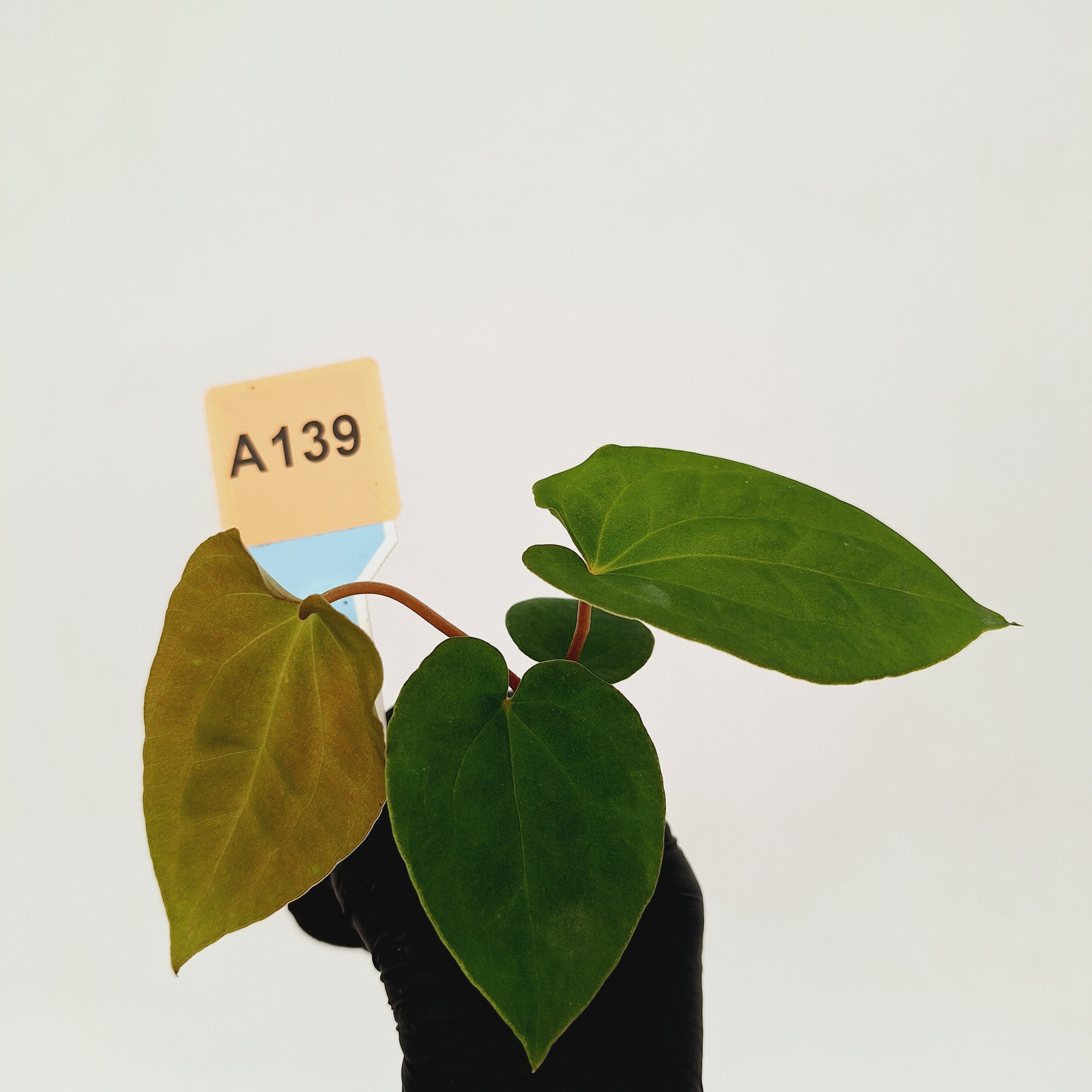 Anthurium &#39;Black Magic&#39;  - Bare Bottom Baby