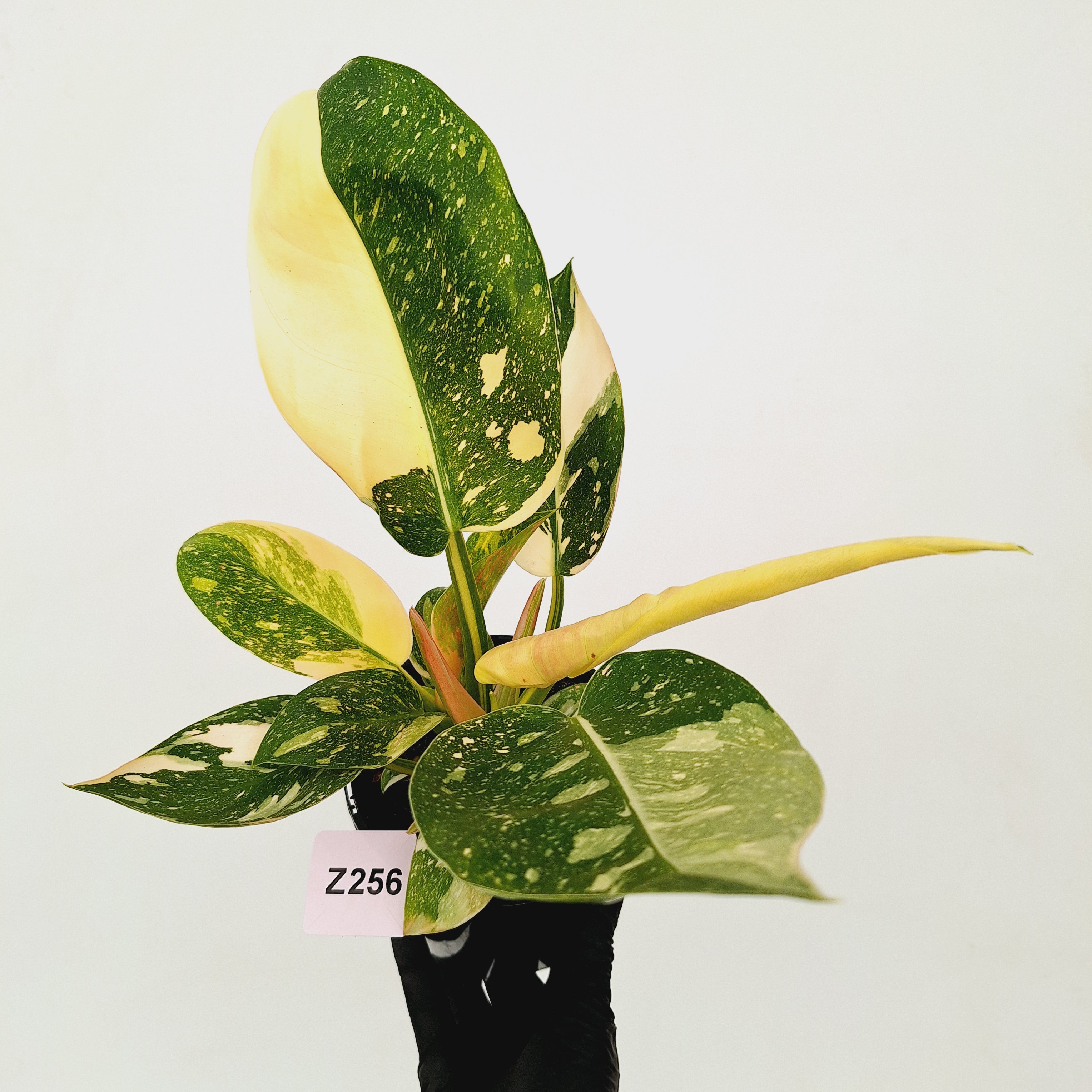 Philodendron Green Congo Variegata (Nuclear)