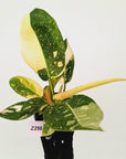 Philodendron Green Congo Variegata (Nuclear)