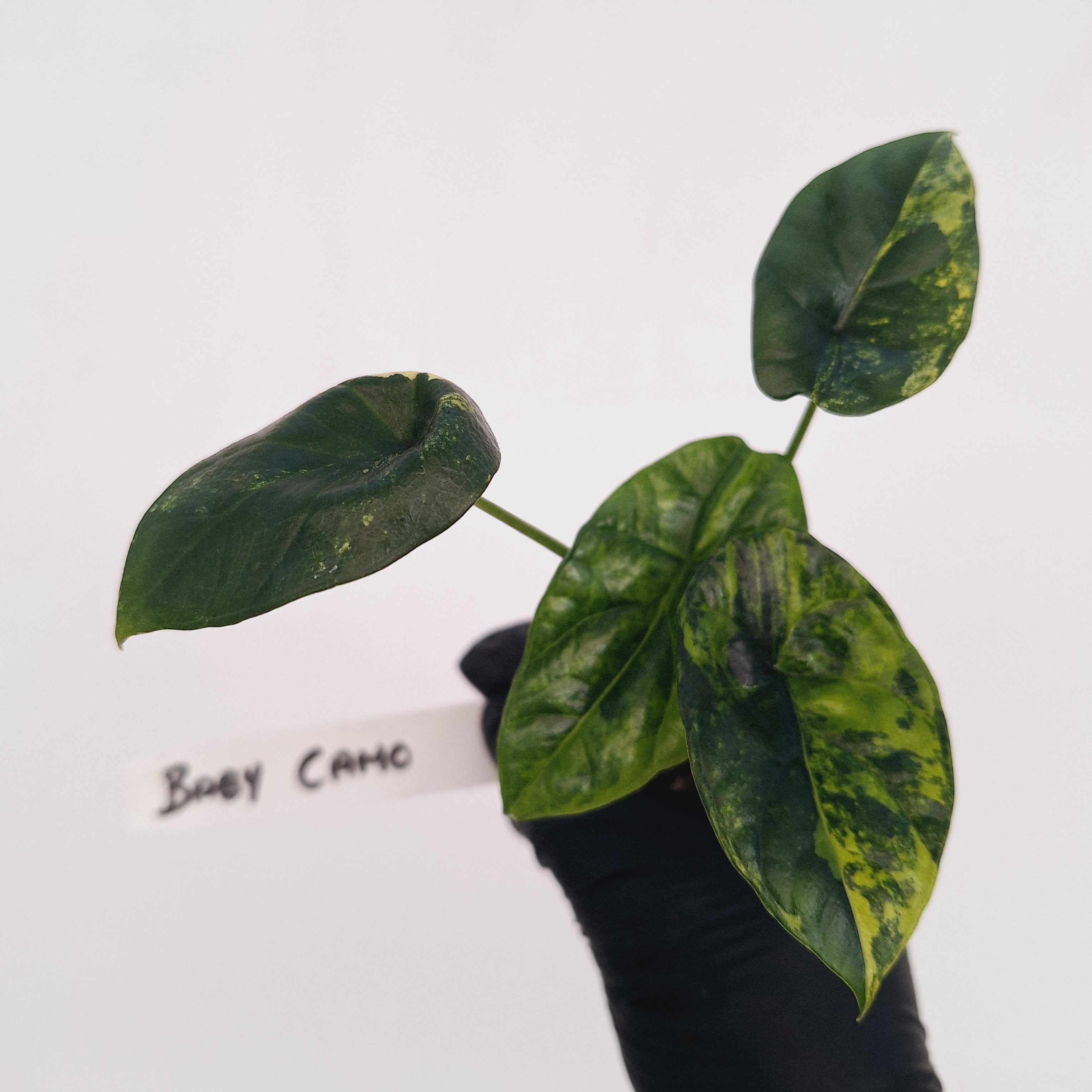 Alocasia sinuata Variegata - Bare Bottom Baby