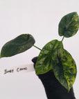 Alocasia sinuata Variegata - Bare Bottom Baby