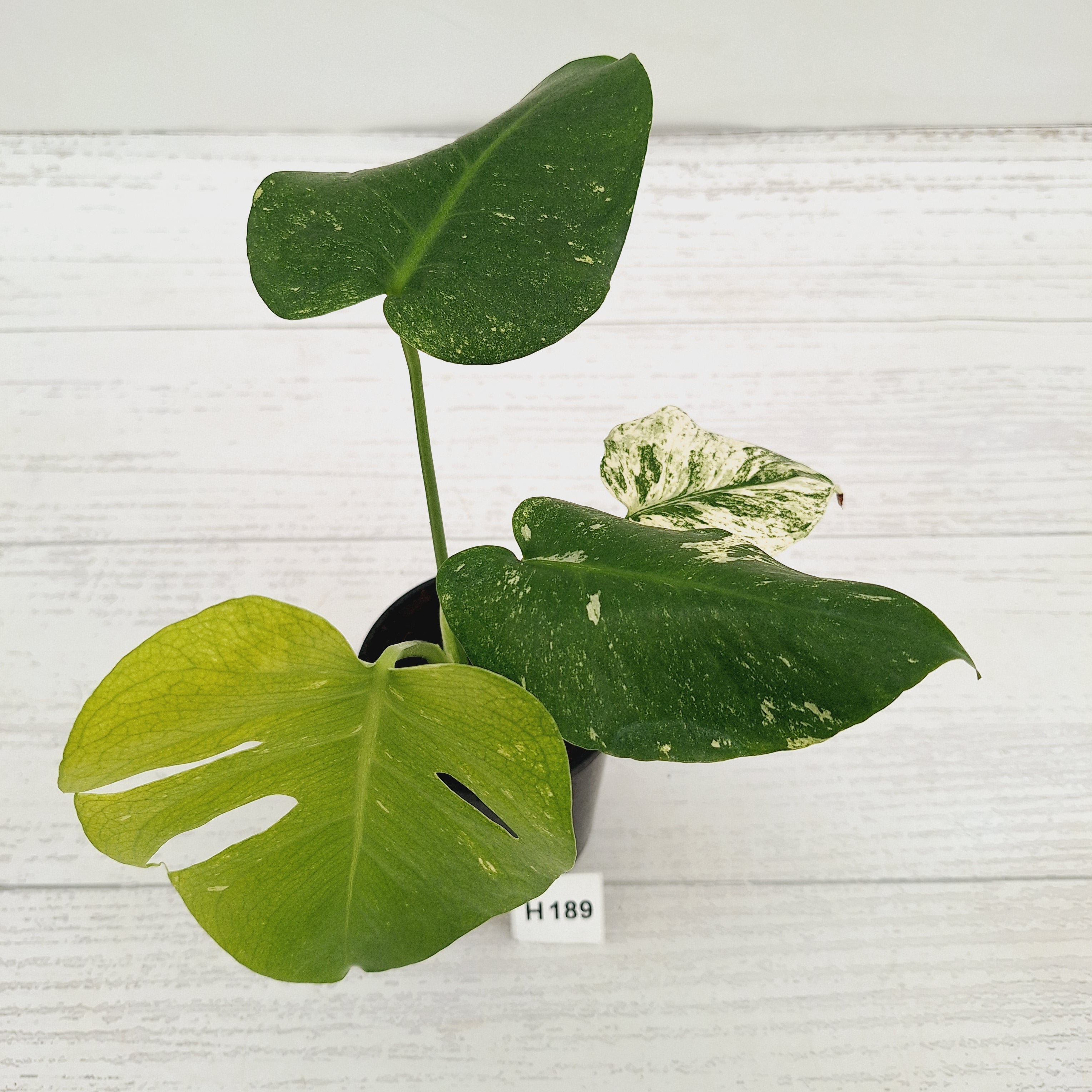 Monstera Deliciosa 'Mint' – Enliven Plants