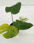 Monstera Deliciosa 'Mint'