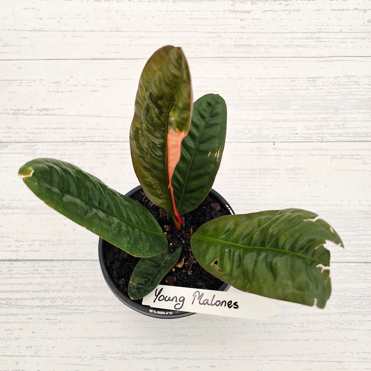 Anthurium superbum Variegata